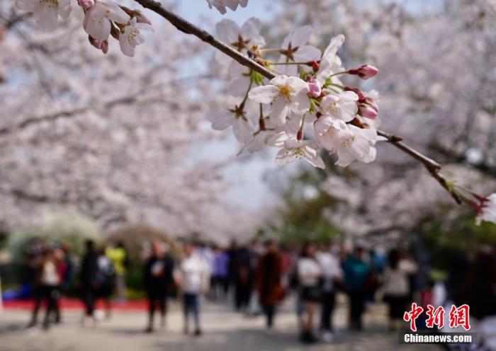 深圳律师文旅部发布清明节假期出游提醒：抵制不合理低价游